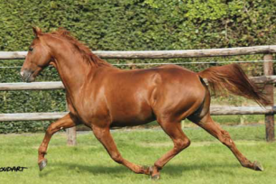 Photo du cheval