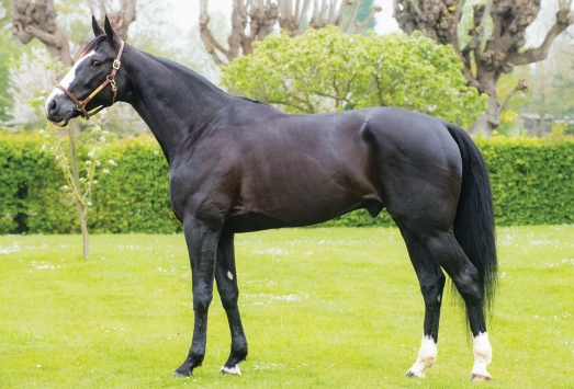 slider_horse_1.horse_nom}